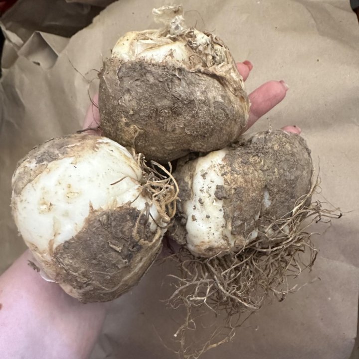 Рябчик императорский луковицы