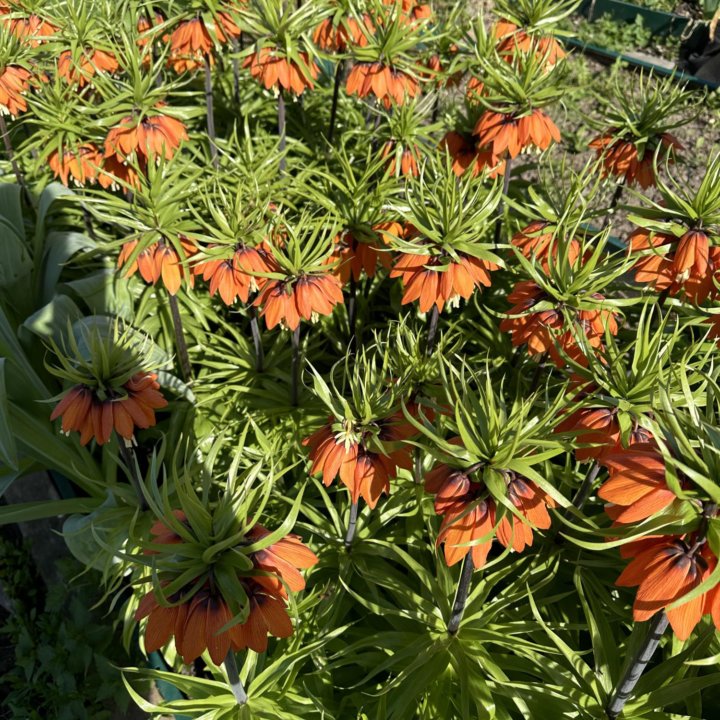 Рябчик императорский луковицы