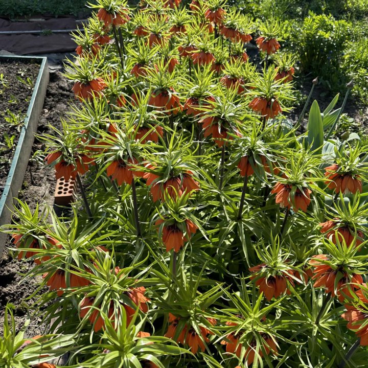 Рябчик императорский луковицы