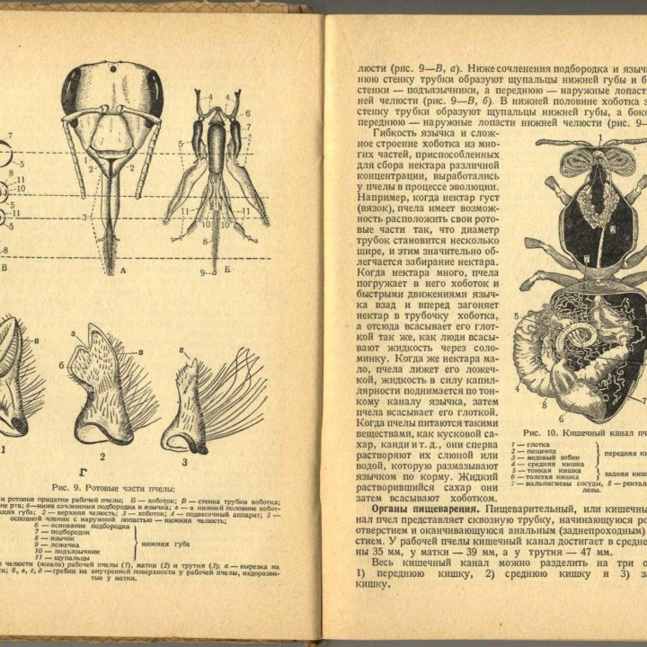 Пчеловодство. Москва, ОГИЗ Сельхозгиз, 1941 г.