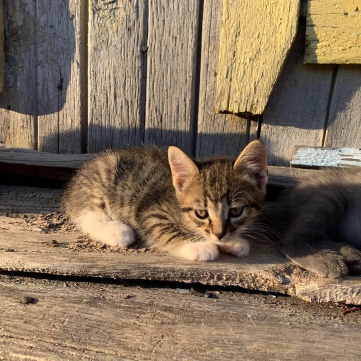 Котята в добрые руки