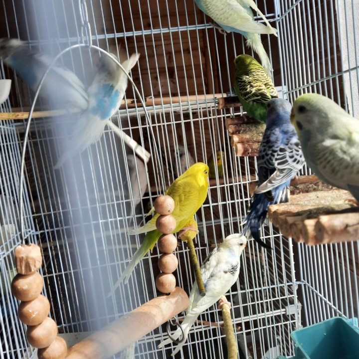 Попугайчики