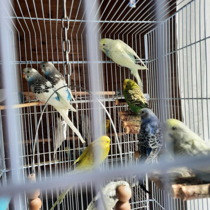 Попугайчики