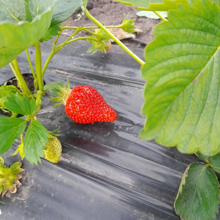 Рассада клубники, разных сортов