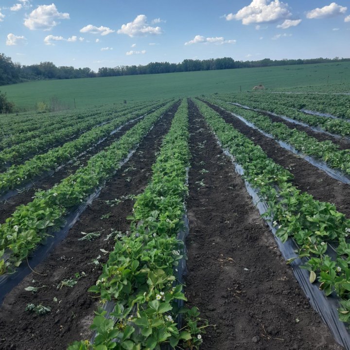 Рассада клубники, разных сортов