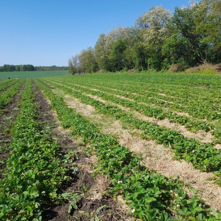 Рассада клубники, разных сортов