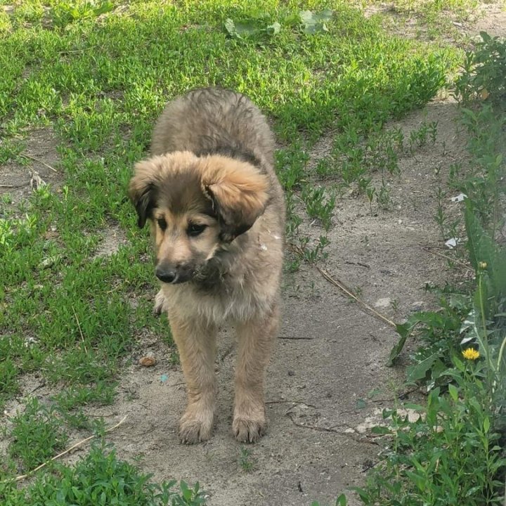 Щенок Берта в добрые руки!