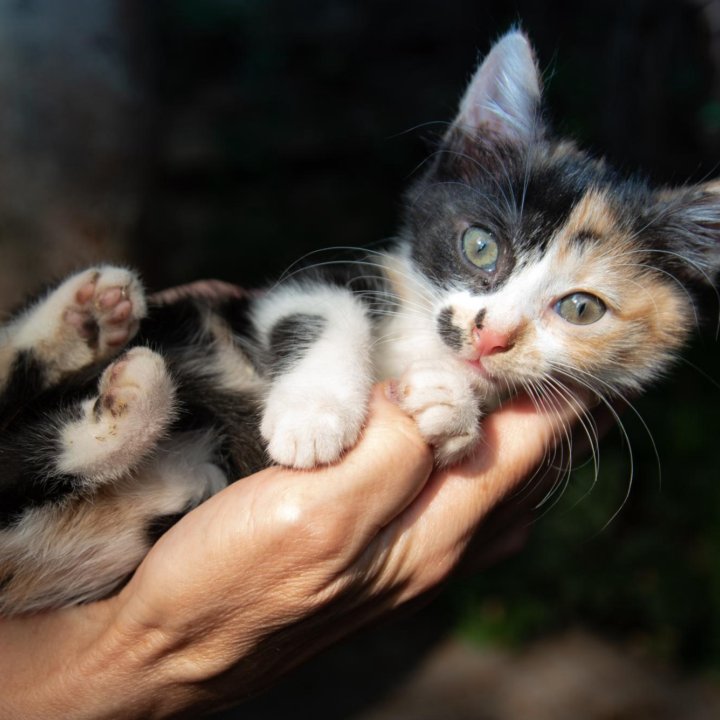 Котята в добрые руки.