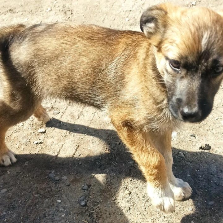 Щенок девочка 3 месяца с доставкой