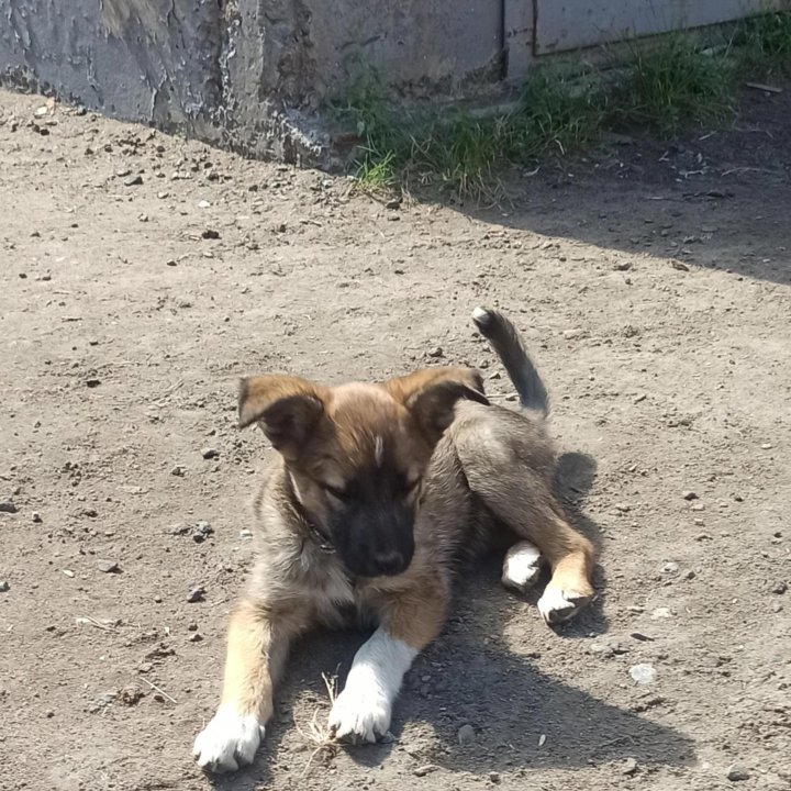 Щенок девочка 3 месяца с доставкой