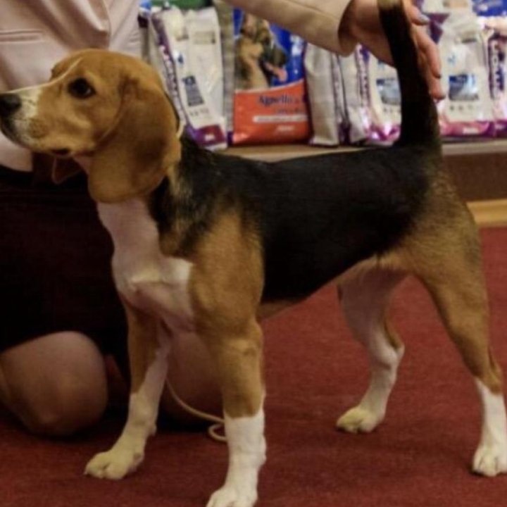 Щенки бигли