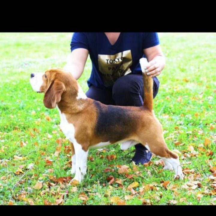 Щенки бигли