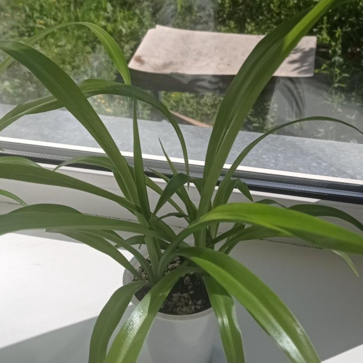 Хлорофитум