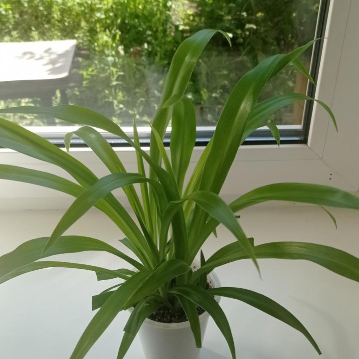 Хлорофитум