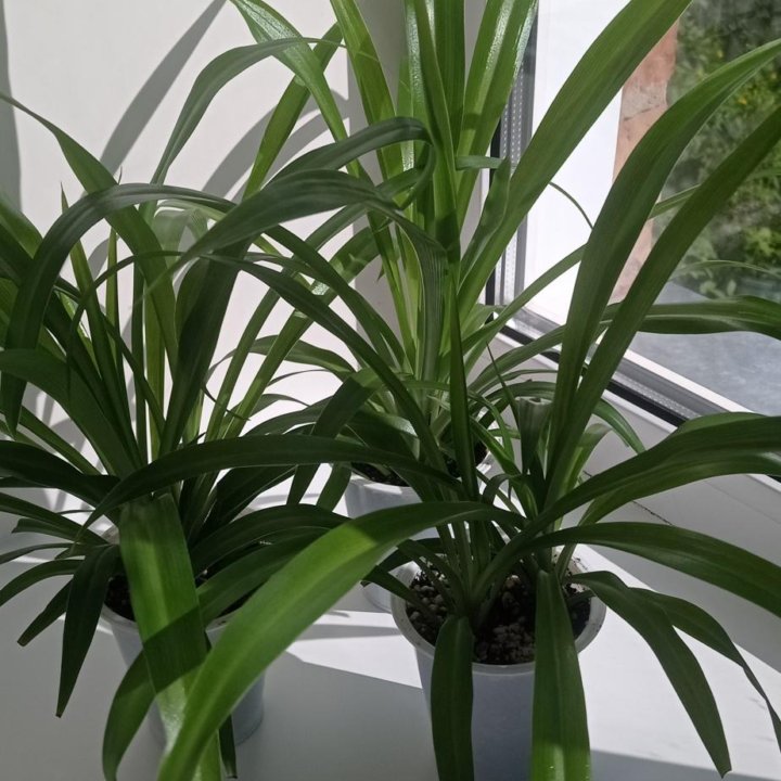 Хлорофитум