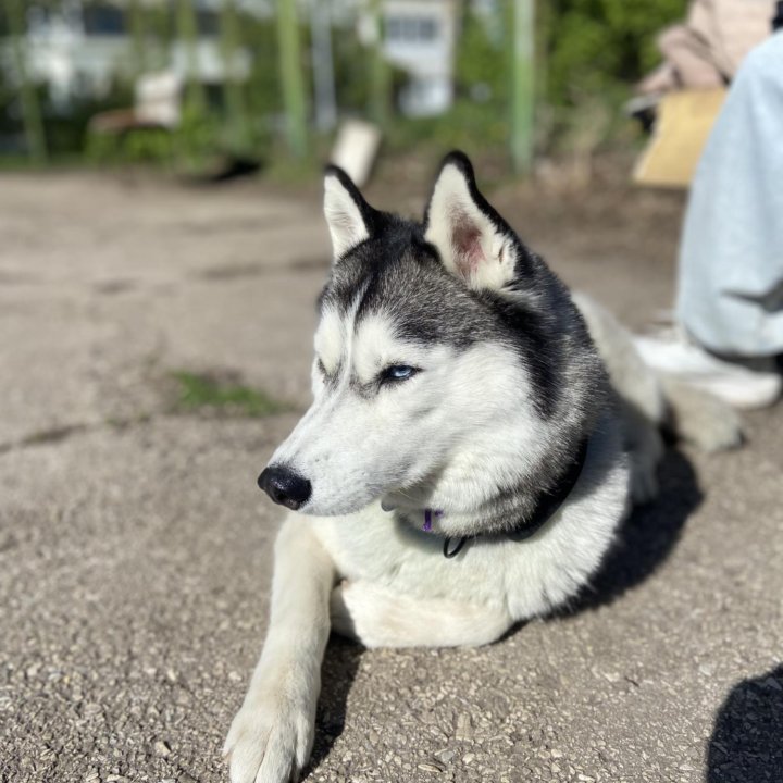 Выгул собак