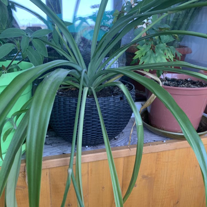 Хлорофитум