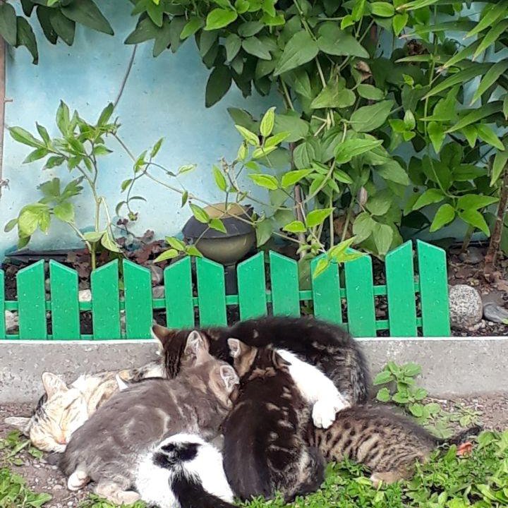 Котята от ловчей кошки