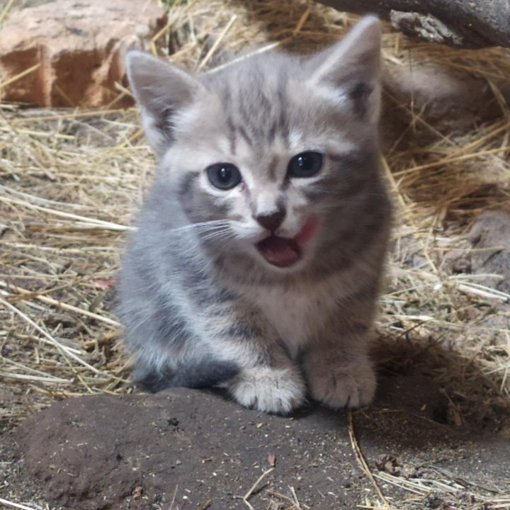 Котята от ловчей кошки