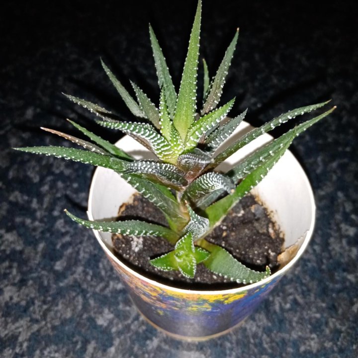 Хавортия полосатая (haworthia fasciata)