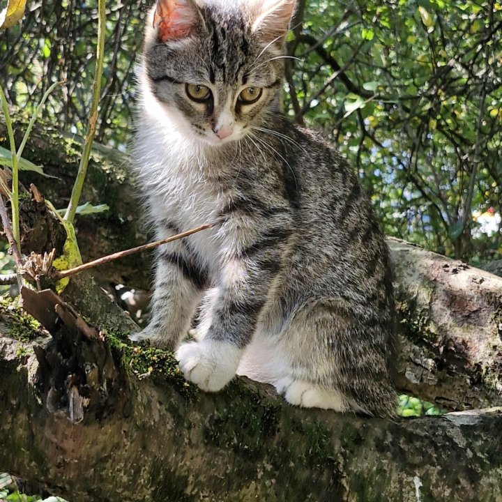 Котёнок в поисках дома