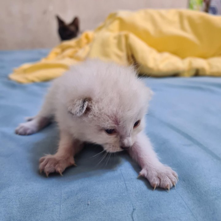 Тайские котята. Открыта бронь.