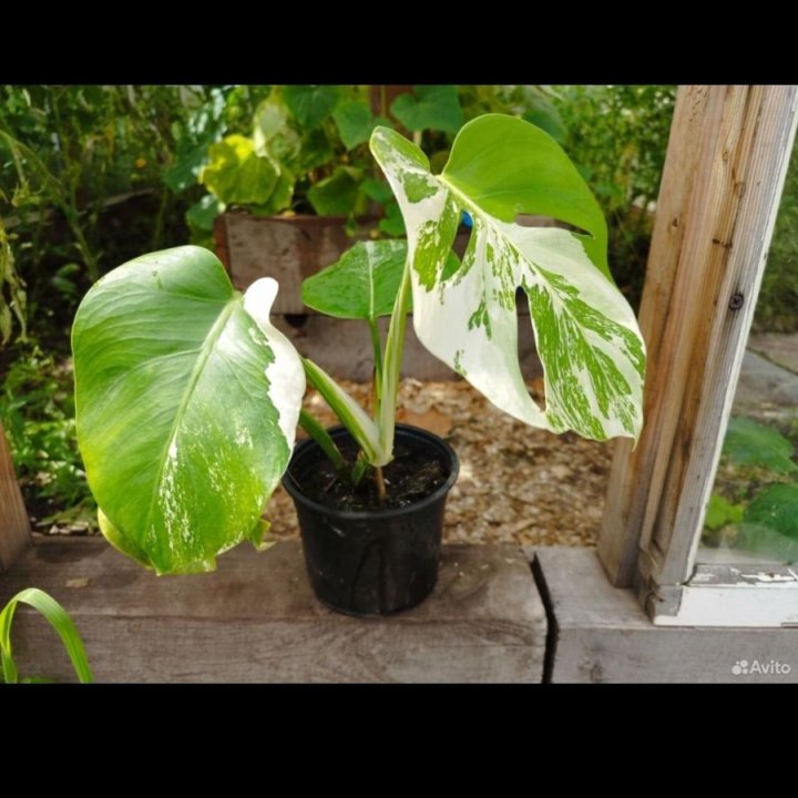 Монстера Альба