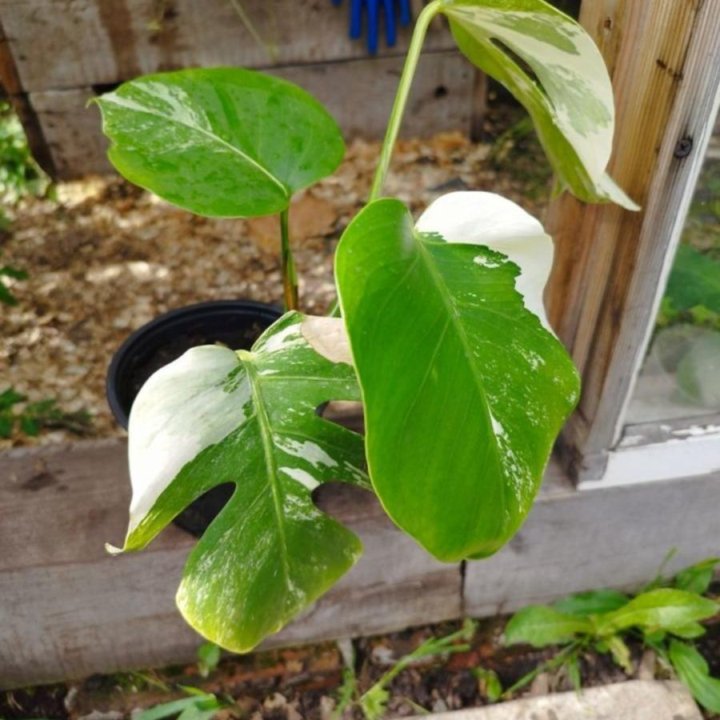 Монстера Альба