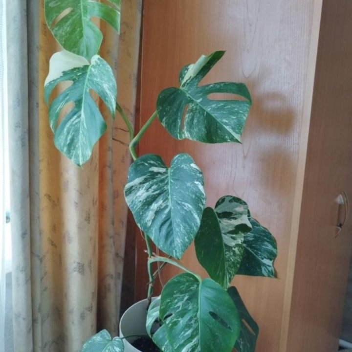 Монстера Альба