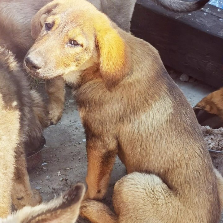 Срочно! Щенки от охранной собаки в добрые руки