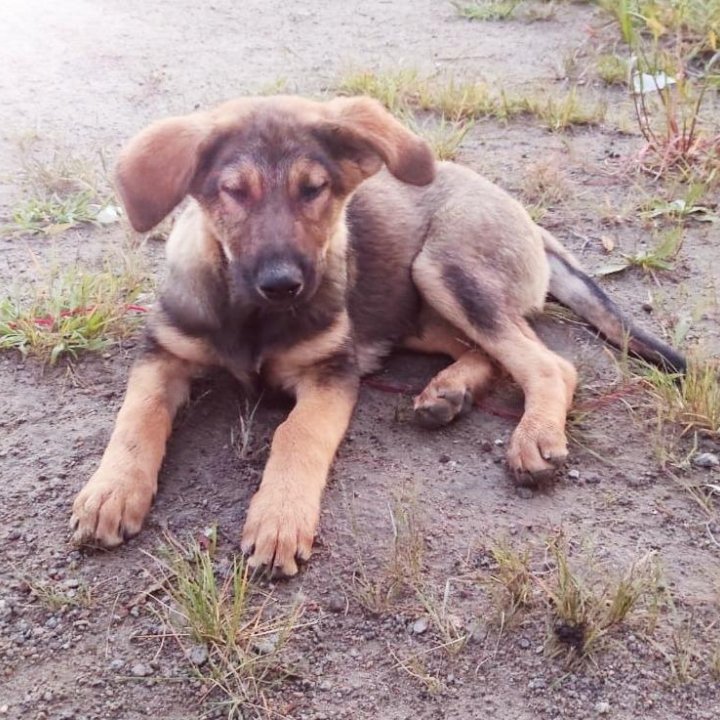 Срочно! Щенки от охранной собаки в добрые руки