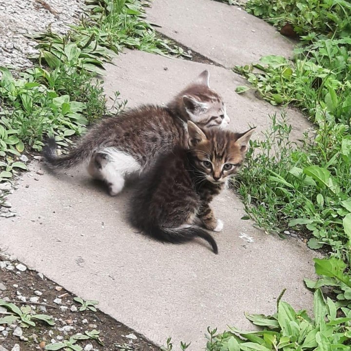 Котята во Владивостоке, Артёме