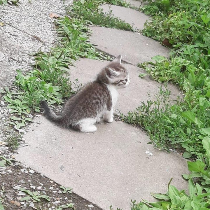 Котята во Владивостоке, Артёме