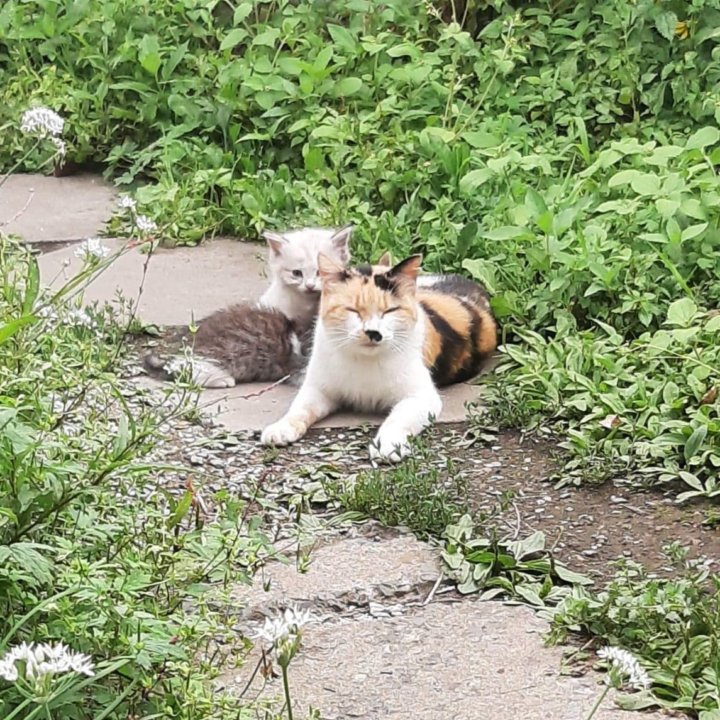 Котята во Владивостоке, Артёме