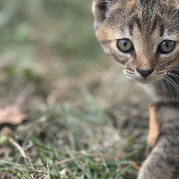 Котята в надежные ручки