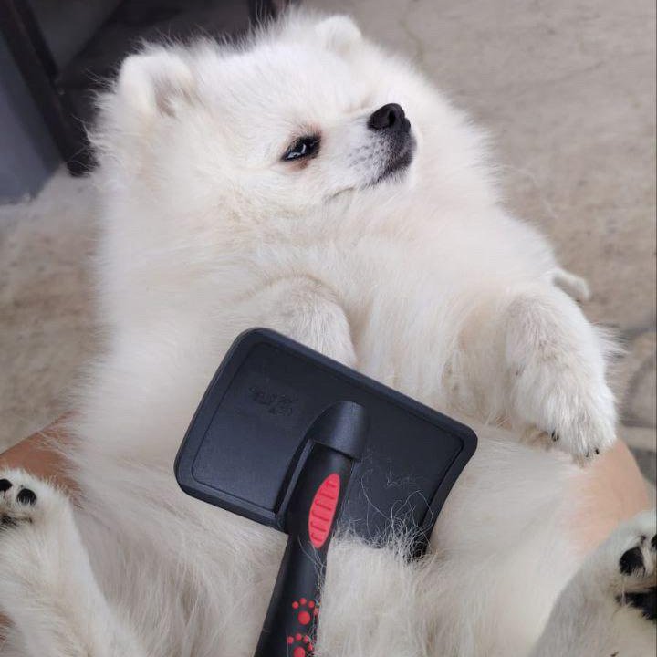 Продам 2-х шпицев