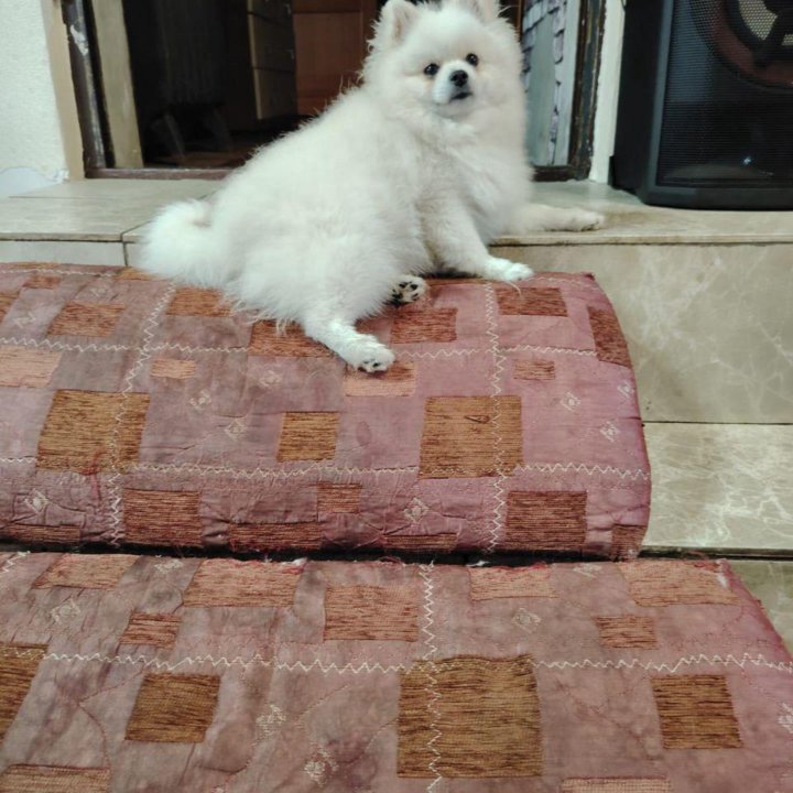 Продам 2-х шпицев