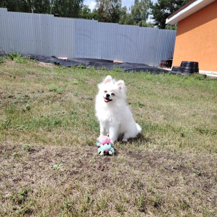 Продам 2-х шпицев