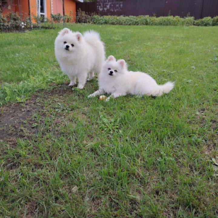 Продам 2-х шпицев