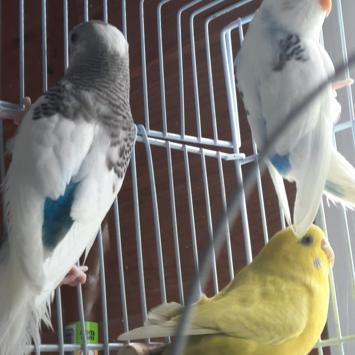 Попугайчики