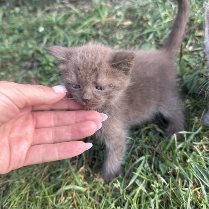 Котятки в добрые руки.