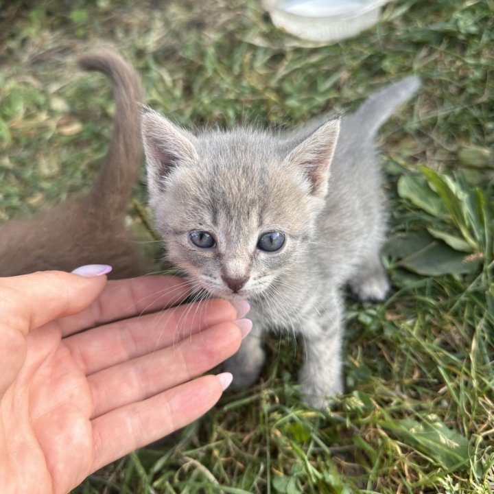 Котятки в добрые руки.