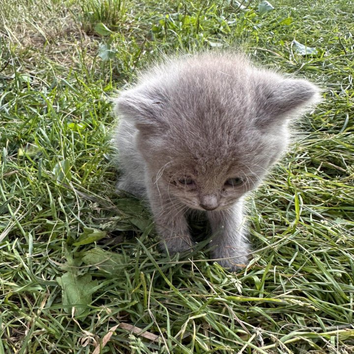 Котятки в добрые руки.