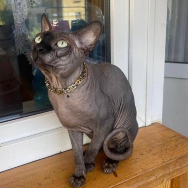 Канадский сфинкс котята
