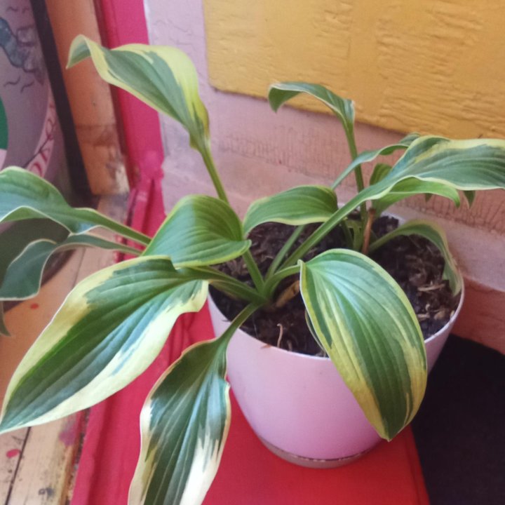 Кустарник в сад