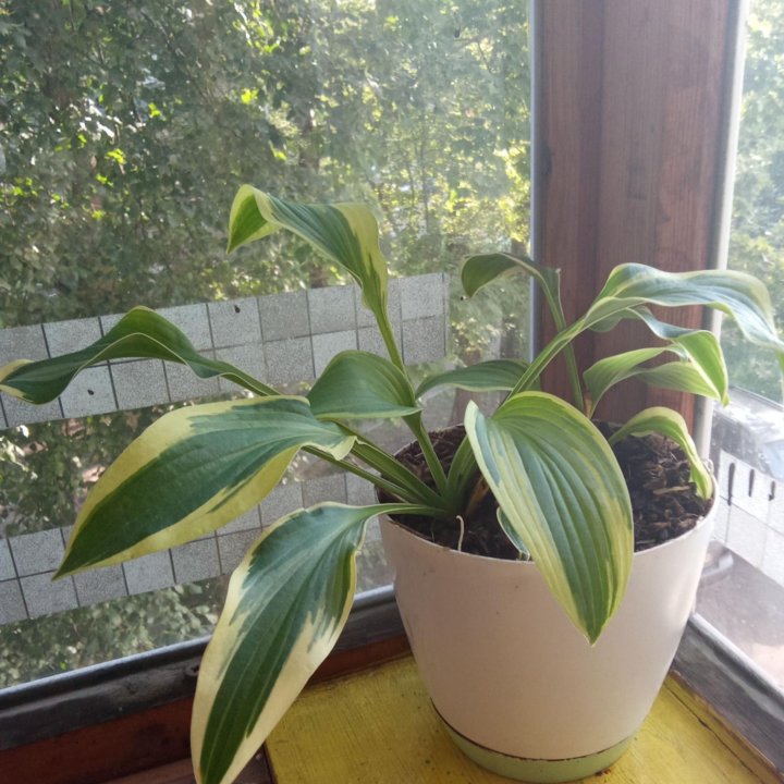 Кустарник в сад