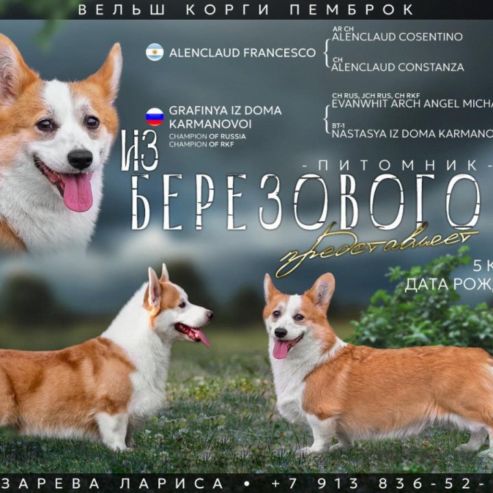 Вельш корги пемброк