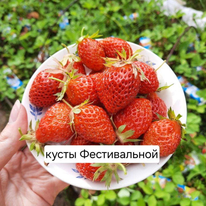 Клубника Фестивальная советский сорт молодые кусты