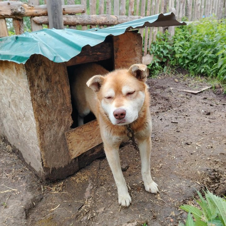 Срочно отдам собаку