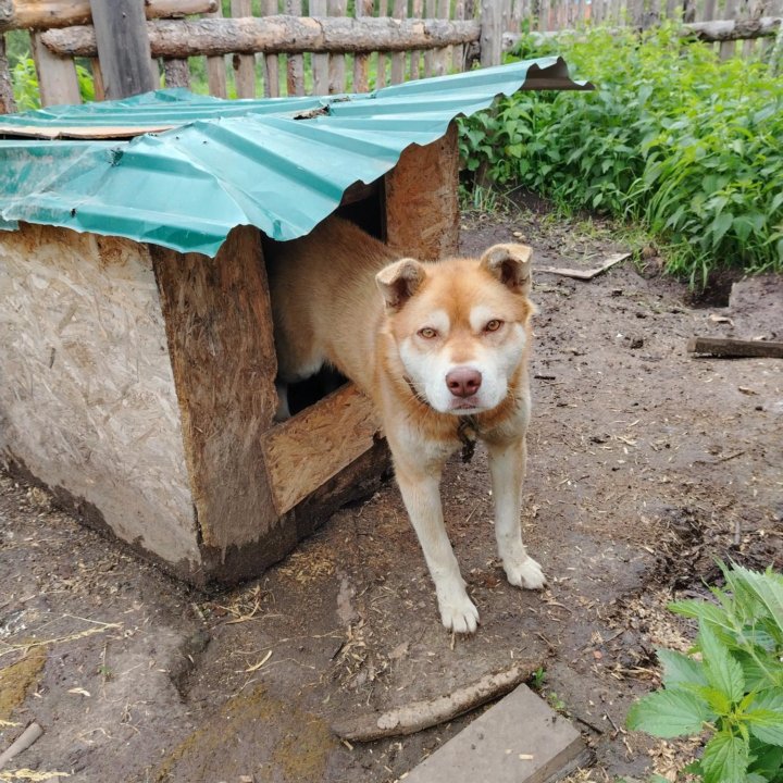 Срочно отдам собаку